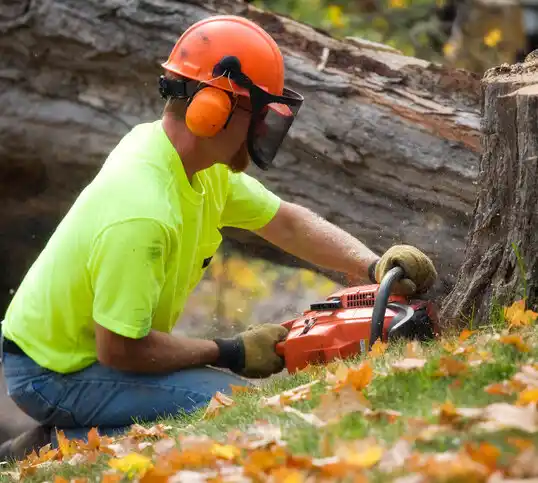 tree services Prestonsburg